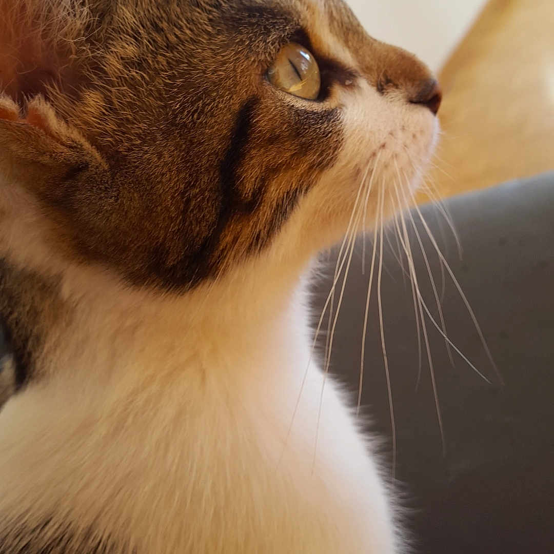 Nemo participe au concours pour gagner de l'argent avec cette photo : abyssinian, animal, cat, hardwood, kitten, manx, pet, siamese, wood