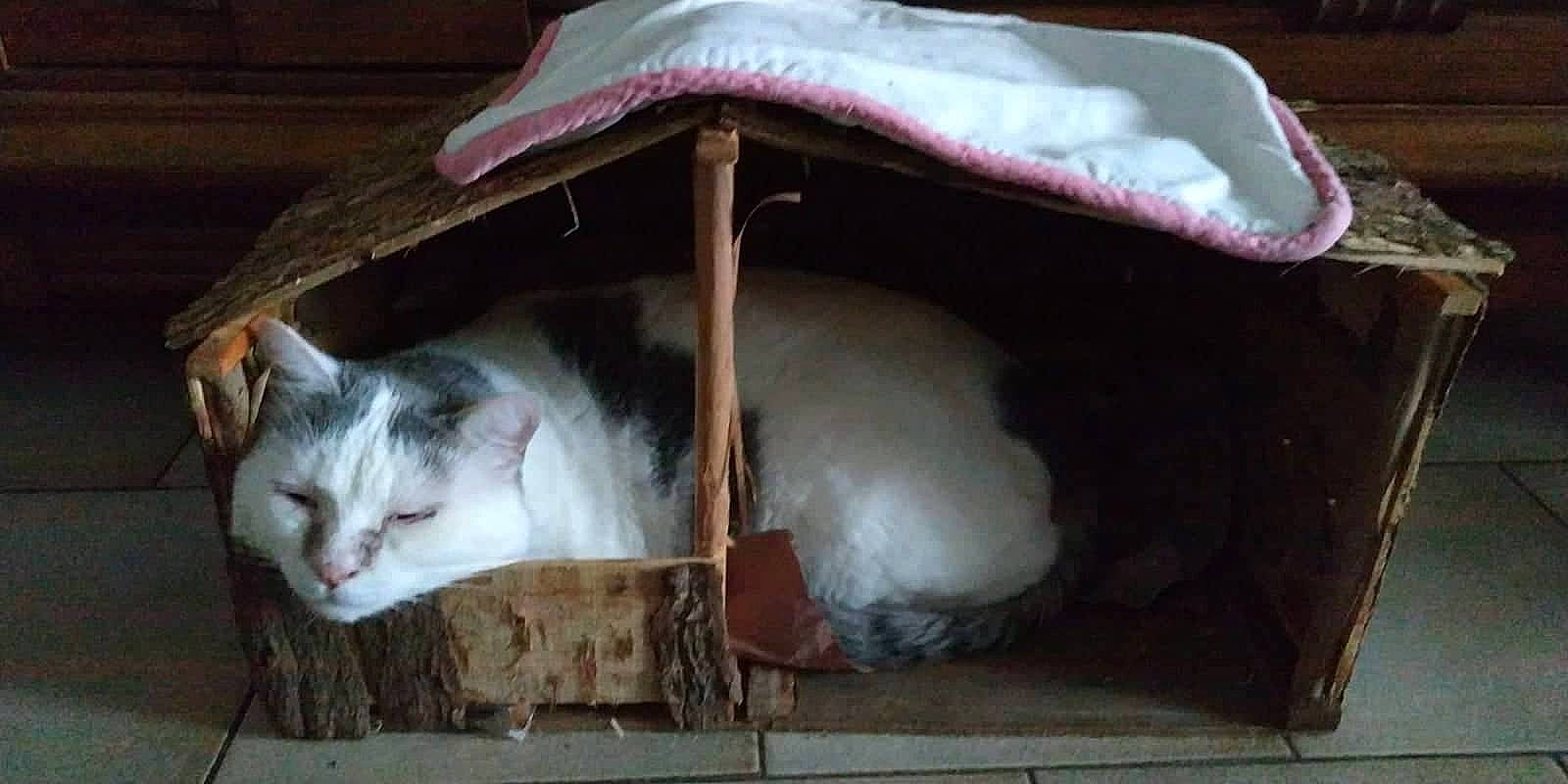 Caline a rejoint le concours — aidez-le/la à gagner de superbes lots ! animal_shelter, box, cardboard, carmine, carnivore, cat, cat_supply, comfort, domestic_short_haired_cat, fawn, felidae, fur, pet_supply, small_to_medium_sized_cats, snout, vertebrate, whiskers, white, window, wood