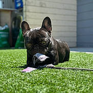 Roxie is registered to the contest to win money with this photo: dog, french_bulldog, grass, pet, outdoor, playing, fabric, leash, backyard, sunlight, canine, animal, resting, green, closeup, focused, ears, snout, young, cute