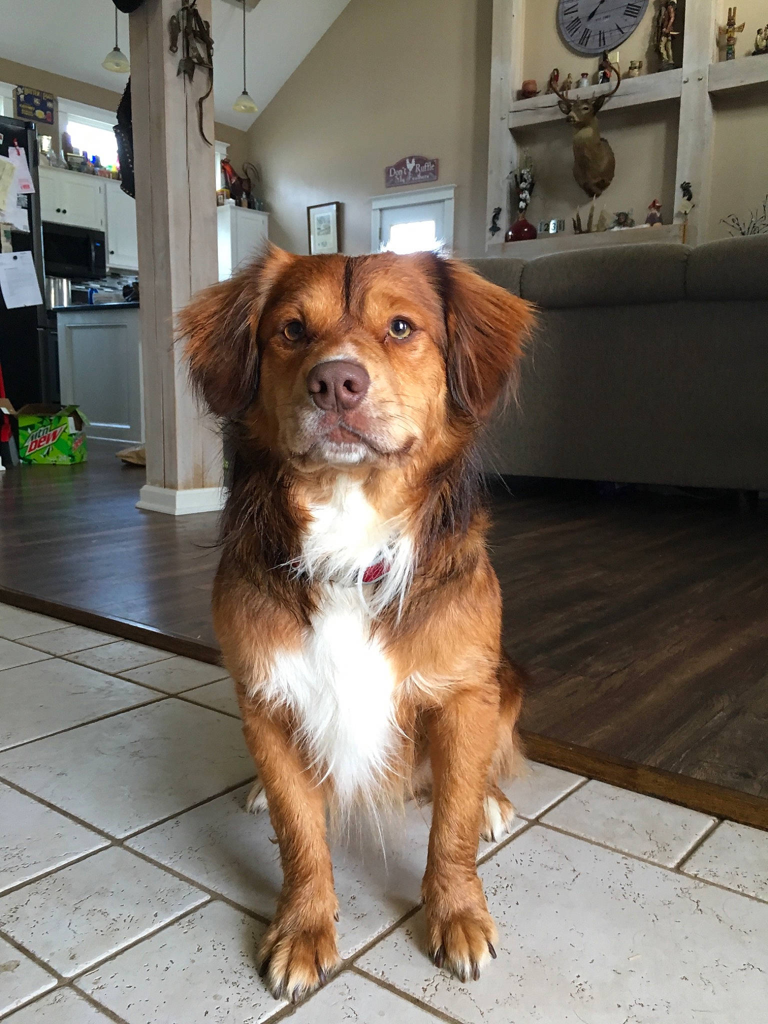Copper joined the competition — help win amazing prizes! basque_shepherd_dog, brittany, canidae, carnivore, companion_dog, dog, dog_breed, fawn, kooikerhondje, liver, mammal, nova_scotia_duck_tolling_retriever, puppy, rare_breed_dog, small_greek_domestic_dog, snout, spaniel, sporting_group, vertebrate, whiskers