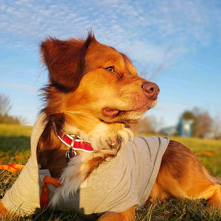 Copper is registered to the contest to win money with this photo: australian_shepherd, basque_shepherd_dog, canidae, carnivore, companion_dog, dog, dog_breed, fawn, grass, mammal, nova_scotia_duck_tolling_retriever, rare_breed_dog, sporting_group, vertebrate, working_dog