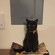 Jack joined the competition — help win amazing prizes! black_cat, cat, orange_collar, indoor, folded_mat, electrical_panel, wall, table, shadow, pet, animal, feline, sitting, looking, ears, eyes, collar_bell, domestic_cat, household, quiet