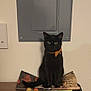 black_cat, cat, orange_collar, indoor, folded_mat, electrical_panel, wall, table, shadow, pet, animal, feline, sitting, looking, ears, eyes, collar_bell, domestic_cat, household, quiet