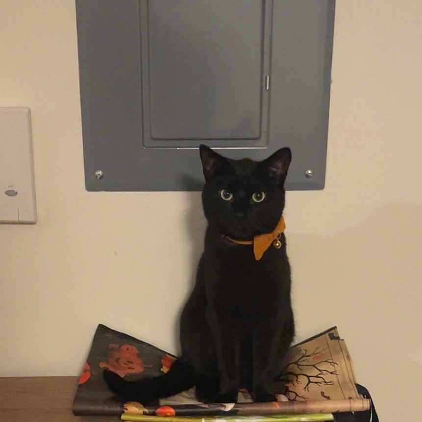 Jack joined the competition — help win amazing prizes! animal, black_cat, cat, collar_bell, domestic_cat, ears, electrical_panel, eyes, feline, folded_mat, household, indoor, looking, orange_collar, pet, quiet, shadow, sitting, table, wall