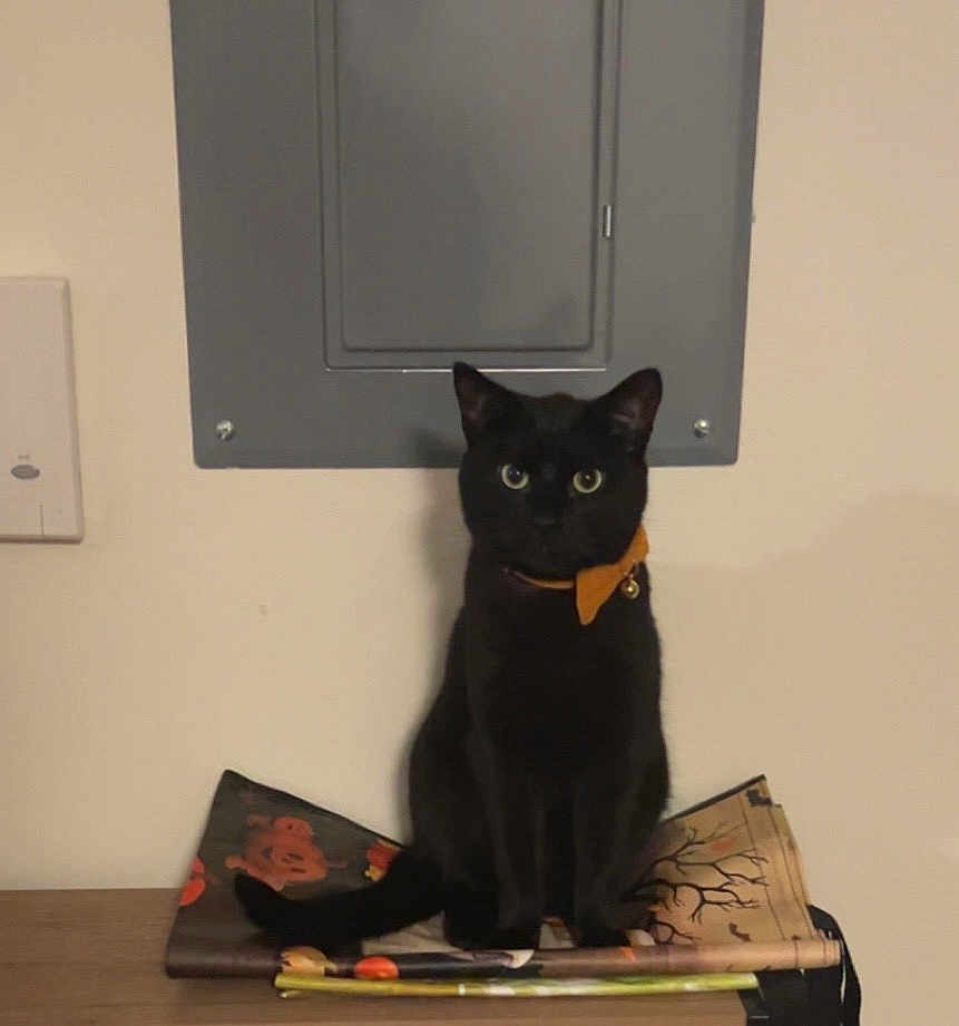 Jack joined the competition — help win amazing prizes! black_cat, cat, orange_collar, indoor, folded_mat, electrical_panel, wall, table, shadow, pet, animal, feline, sitting, looking, ears, eyes, collar_bell, domestic_cat, household, quiet