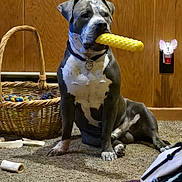 Meko joined the competition — help win amazing prizes! dog, indoor, carpet, toy, basket, bone, chew_toy, wood_paneling, night_light, animal, pet, sitting, collar, muzzle, paw, floor, furniture, household, domestic, relaxing