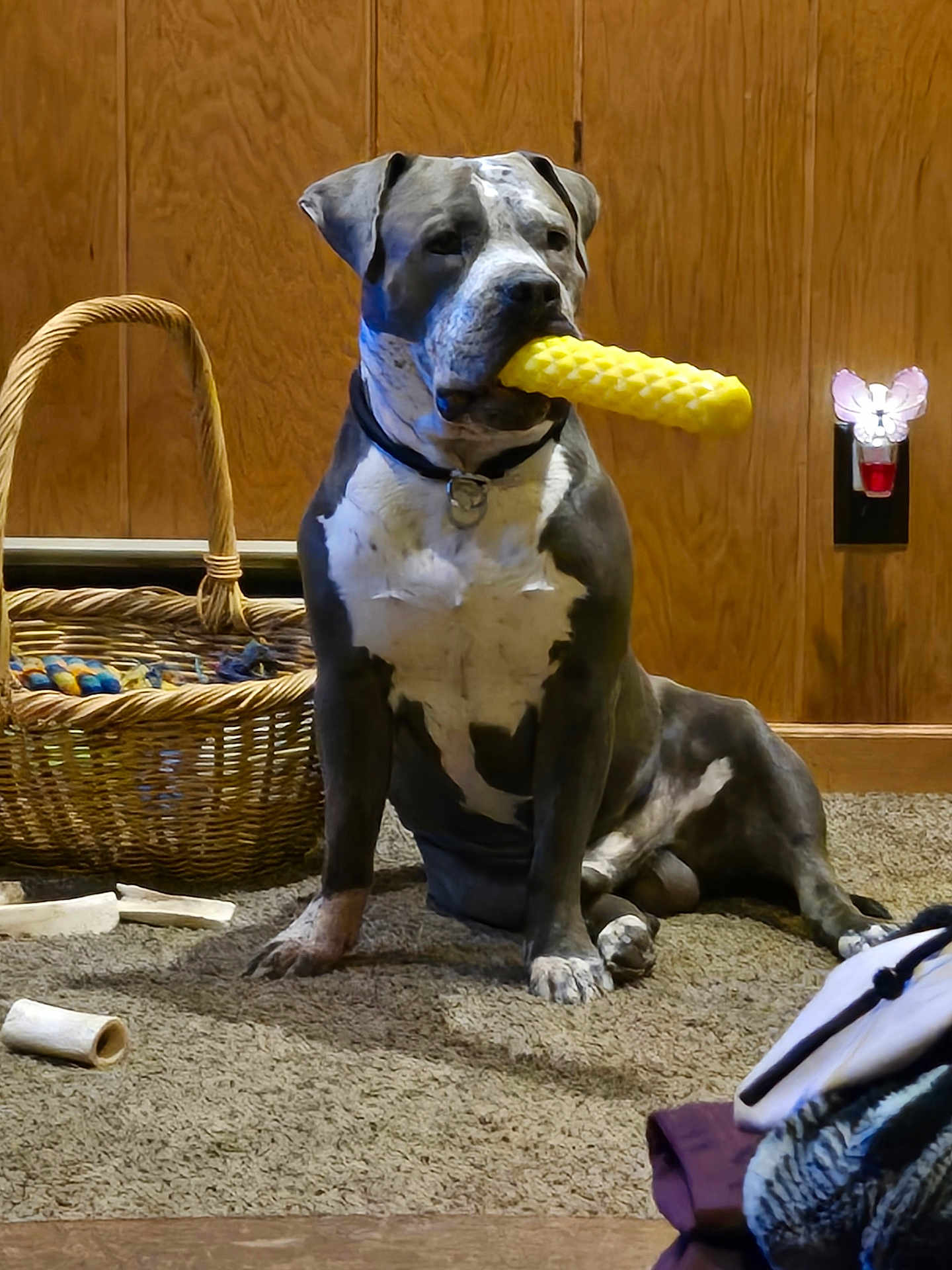 Meko joined the competition — help win amazing prizes! dog, indoor, carpet, toy, basket, bone, chew_toy, wood_paneling, night_light, animal, pet, sitting, collar, muzzle, paw, floor, furniture, household, domestic, relaxing