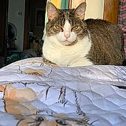 Sookie is registered to the contest to win money with this photo: cat, tabby_cat, indoor, bed, blanket, quilt, feline, pet, animal, resting, cozy, fur, whiskers, ear, nose, yellow_eyes, plaid, clothing, furniture, room