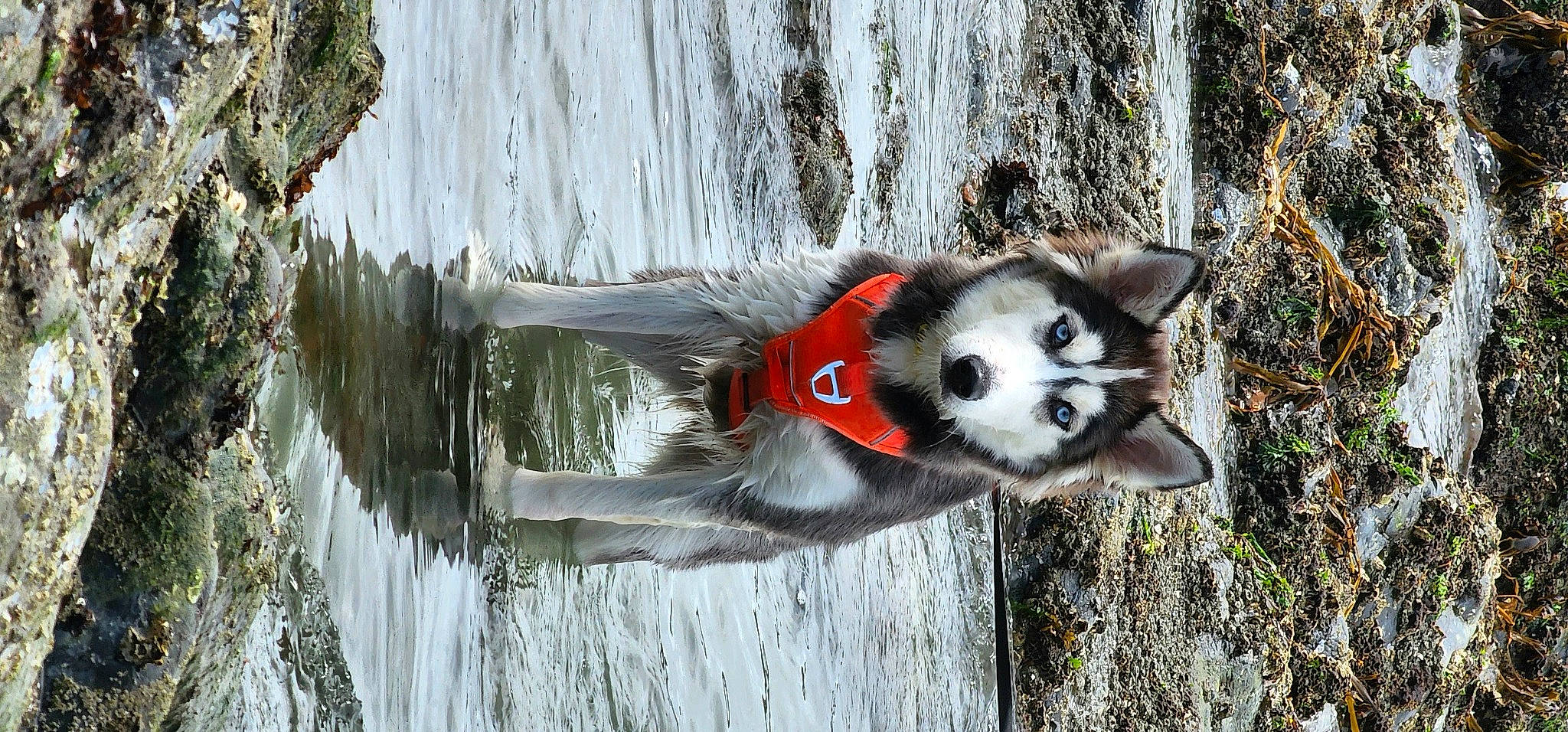 Sirena is registered to the contest to win money with this photo: adventure, canidae, canis, carnivore, dog, dog_breed, fawn, fur, lake, sled_dog, sporting_group, tail, terrestrial_animal, tree, water, winter, wood, working_dog