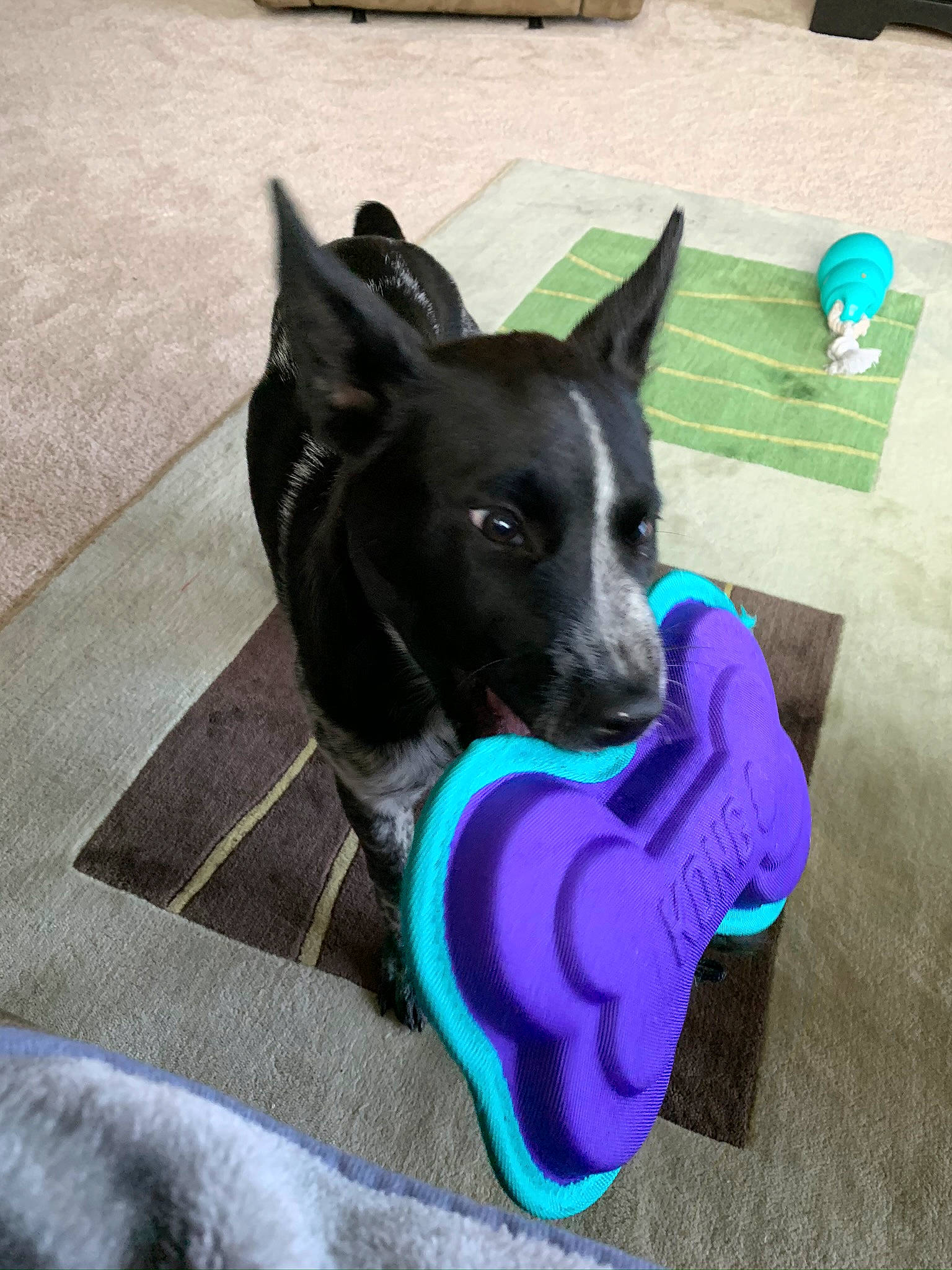 Willow is registered to the contest to win money with this photo: canidae, carnivore, collar, companion_dog, dog, dog_breed, dog_collar, dog_supply, dog_toy, ear, electric_blue, fawn, felidae, flooring, pet_supply, snout, sporting_group, tail, whiskers, working_animal