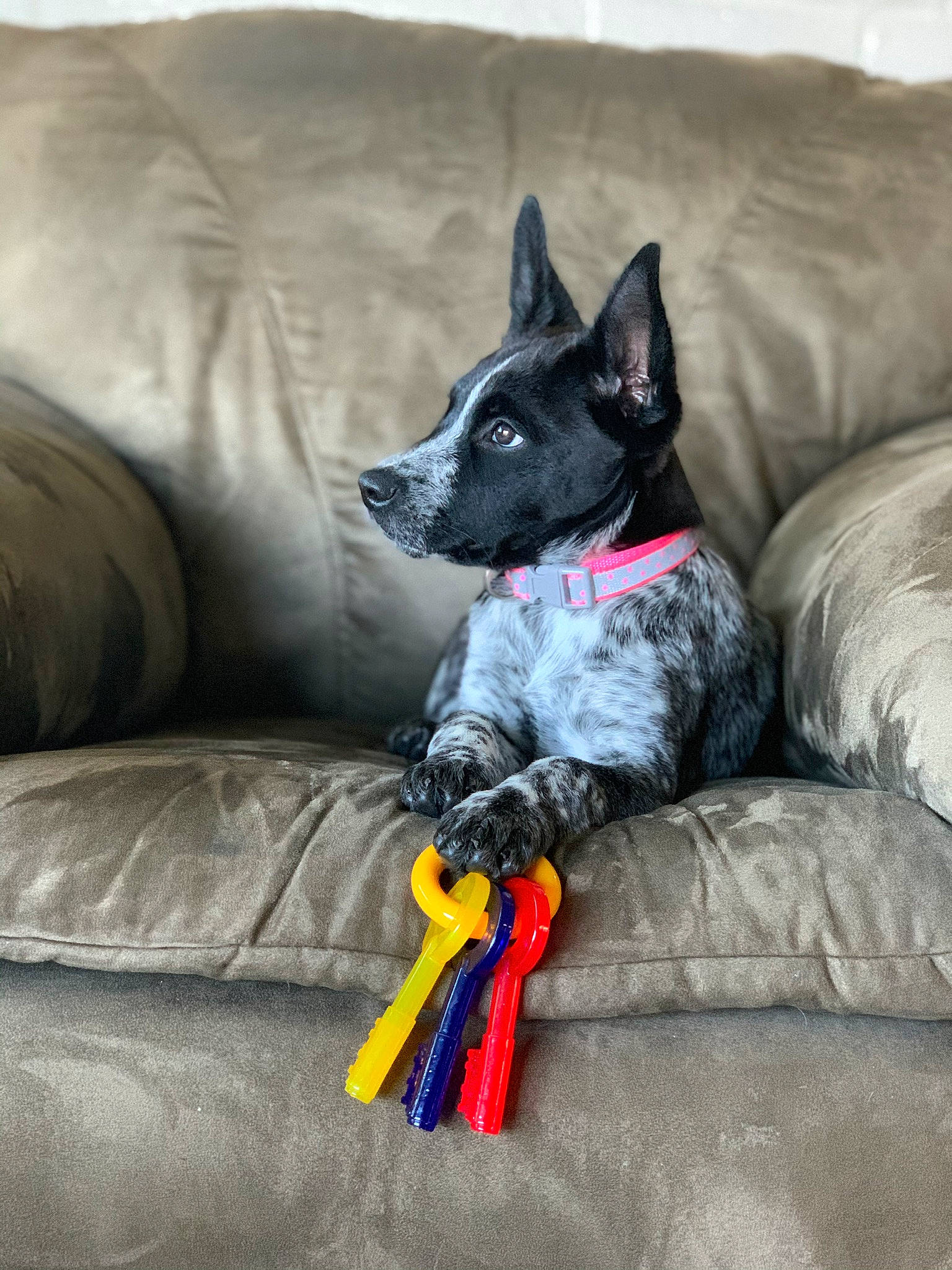 Willow joined the competition — help win amazing prizes! canidae, carnivore, comfort, companion_dog, couch, dog, dog_breed, dog_supply, felidae, fur, furniture, grey, living_room, nap, pillow, snout, sporting_group, studio_couch, throw_pillow, working_animal