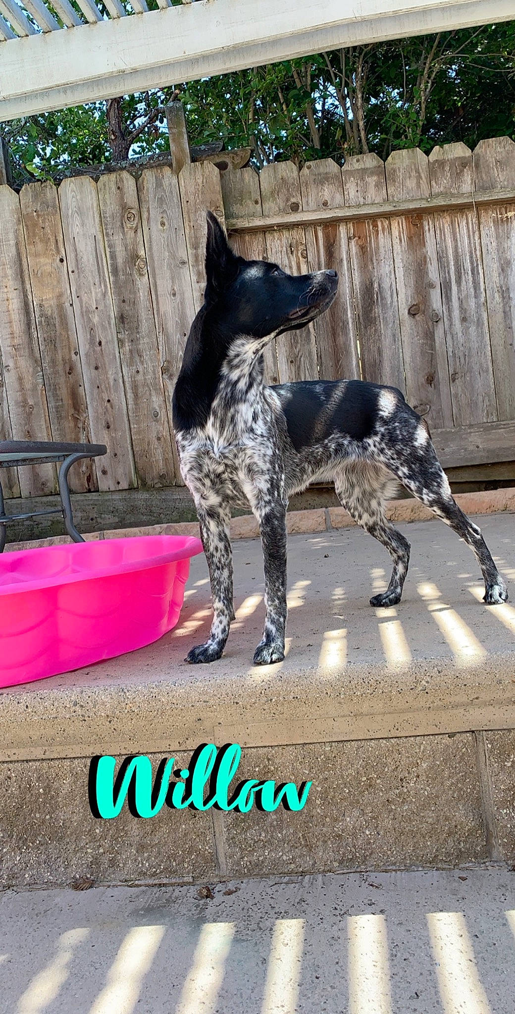 Willow joined the competition — help win amazing prizes! canidae, carnivore, collar, companion_dog, dog, dog_breed, dog_collar, dog_supply, fawn, fence, guard_dog, home_fencing, mammal, pet_supply, snout, sporting_group, tail, terrestrial_animal, working_animal, working_dog