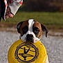 animal, brown, closeup, collar, daylight, dog, ears, focused, frisbee, grass, gravel, hand, mouth, outdoor, pet, playing, portrait, sleeve, toy, white