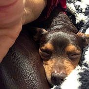 Babygirl joined the competition — help win amazing prizes! dog, sleeping, close_up, blanket, leather, cozy, pet, brown, black, small_dog, resting, indoors, fur, animal, face, napping, wrapped, comfort, cute, relaxed