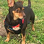 Babygirl is registered to the contest to win money with this photo: dog, small_dog, outdoor, grass, pet, animal, canine, ears, black_and_tan, harness, alert, standing, nature, side_view, walking, cute, tiny, fur, muzzle, tail