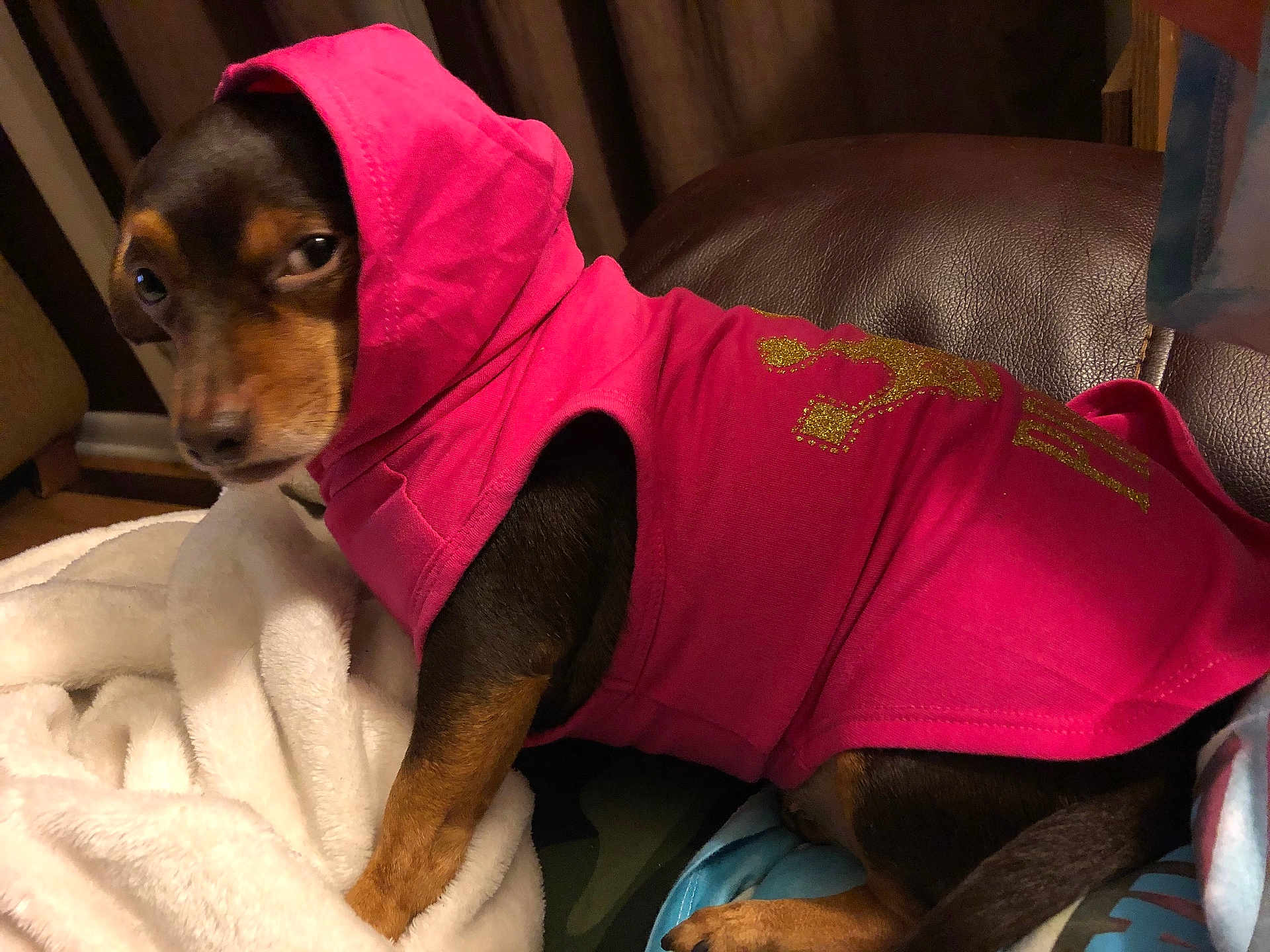 Babygirl joined the competition — help win amazing prizes! dog, pet, hoodie, pink_clothing, blanket, leather_chair, brown, black, small_dog, side_eye, indoors, cozy, fur, animal, cute, resting, looking, casual, warm_lighting, fabric