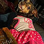 dog, small_dog, pet, clothing, dress, pink, polka_dot, indoor, book, reading, cozy, curious, looking_back, animal, cute, fabric, home, furniture, light, portrait