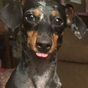 Arnold is registered to the contest to win money with this photo: dog, close_up, indoor, pet, small_dog, tongue_out, blurry, couch, brown, black, tan, ears, face, cute, animal, companion, home, background, wall, decor