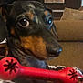 Arnold is registered to the contest to win money with this photo: dog, dachshund, toy, red_toy, blanket, couch, living_room, pet, indoor, furniture, brown, black, closeup, face, animal, cute, expression, looking, comfort, cozy