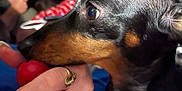 Arnold is registered to the contest to win money with this photo: dog, close_up, pet, animal, hand, finger, red_toy, playful, indoor, fur, brown, black, eye, nibble, human, ring, attention, blurred_background, cozy, interaction