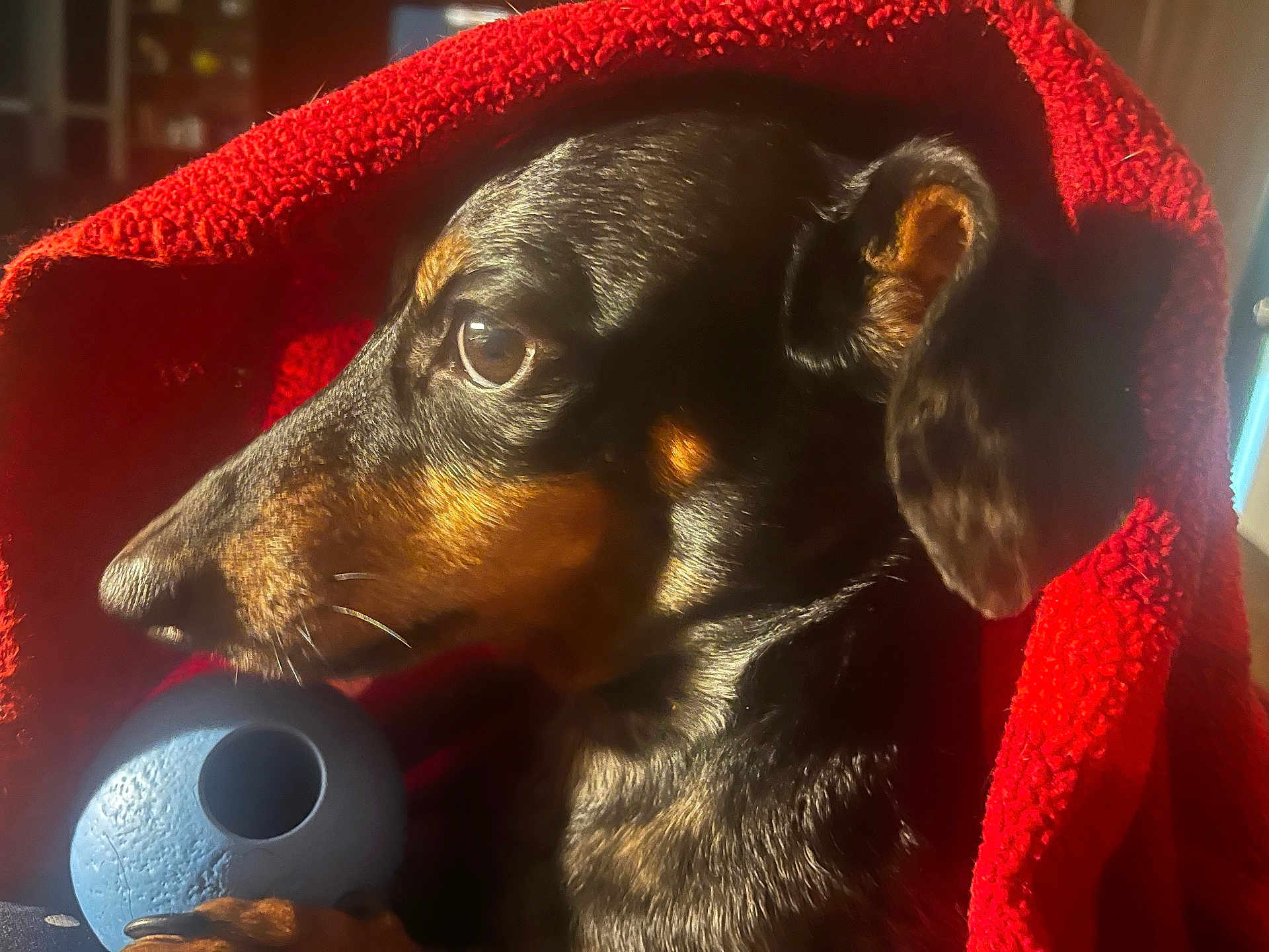 Arnold joined the competition — help win amazing prizes! dog, dachshund, pet, blanket, red_blanket, toy, blue_toy, indoor, closeup, portrait, fur, ears, paw, sunlight, warm_light, animal, companion, cute, cozy, side_view