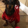 Arnold joined the competition — help win amazing prizes! dog, small_dog, puppy, red_jersey, alabama, tile_floor, indoor, toy, red_ball, pet, animal, curious, looking_at_camera, ears, black_and_brown, short_hair, floor, wall, door, tail
