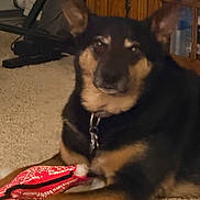 Beckett joined the competition — help win amazing prizes! animal, black, carpet, closeup, collar, dog, domestic, ears, face, floor, furniture, household, indoor, mammal, paw, pet, playing, resting, tan, toy