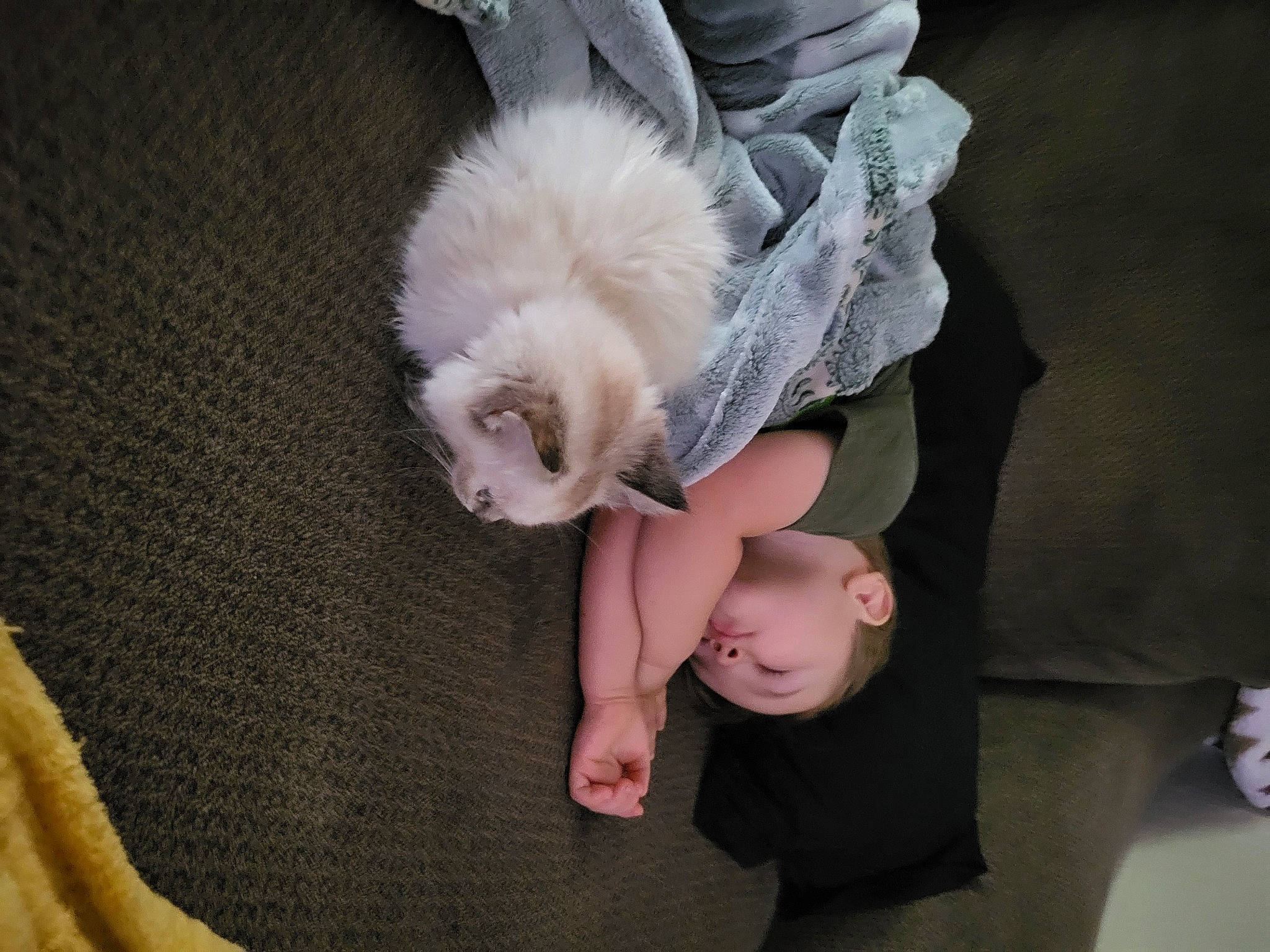 Hunter joined the competition — help win amazing prizes! canidae, carnivore, comfort, companion_dog, dog_breed, ear, fawn, felidae, finger, foot, fur, gesture, hand, nail, paw, person, sitting, small_to_medium_sized_cats, sporting_group, tail