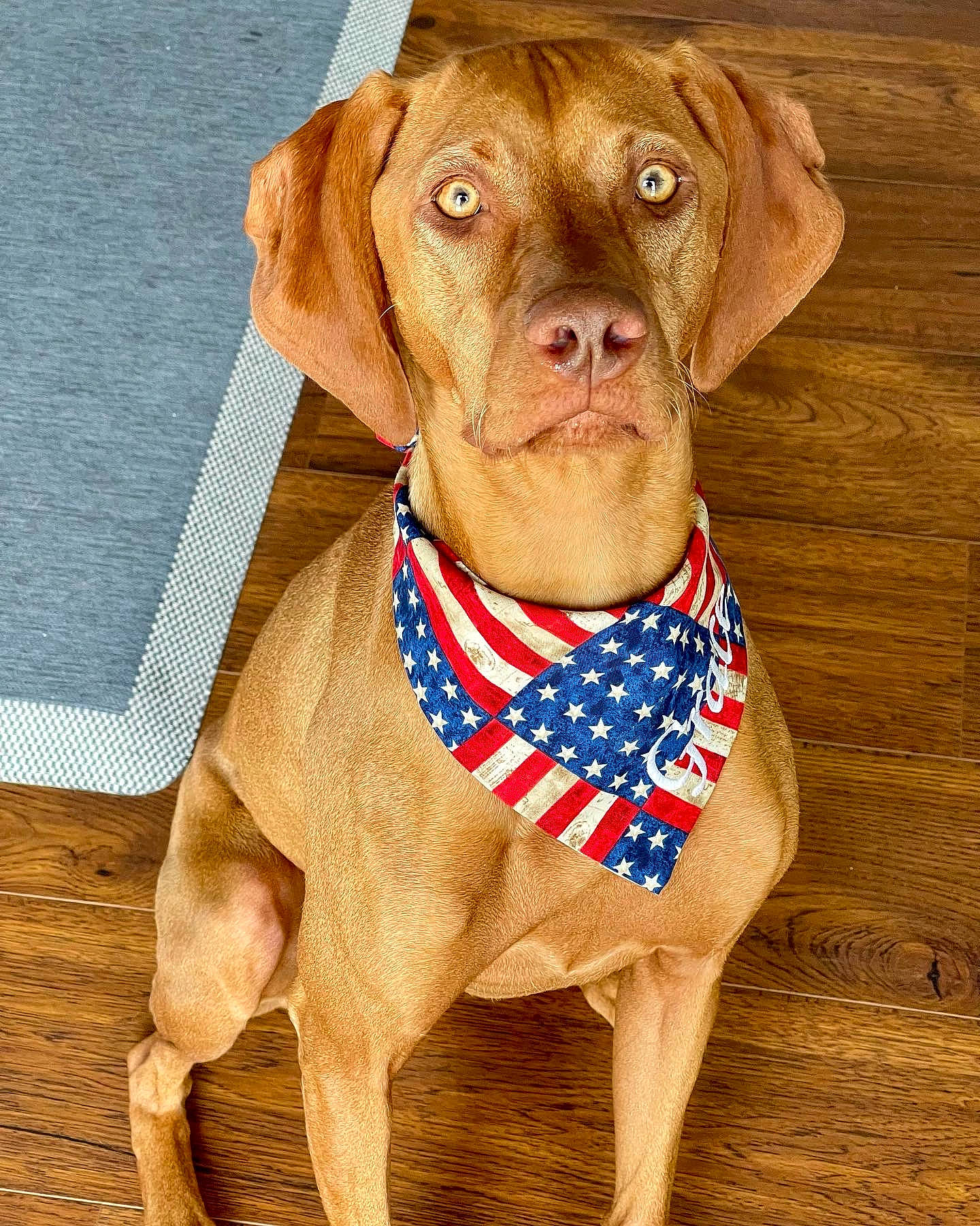 Grace joined the competition — help win amazing prizes! brown, canidae, carnivore, collar, companion_dog, dog, dog_breed, dog_collar, dog_supply, fashion_accessory, fawn, hunting_dog, liver, pattern, pet_supply, snout, sporting_group, wood, working_animal