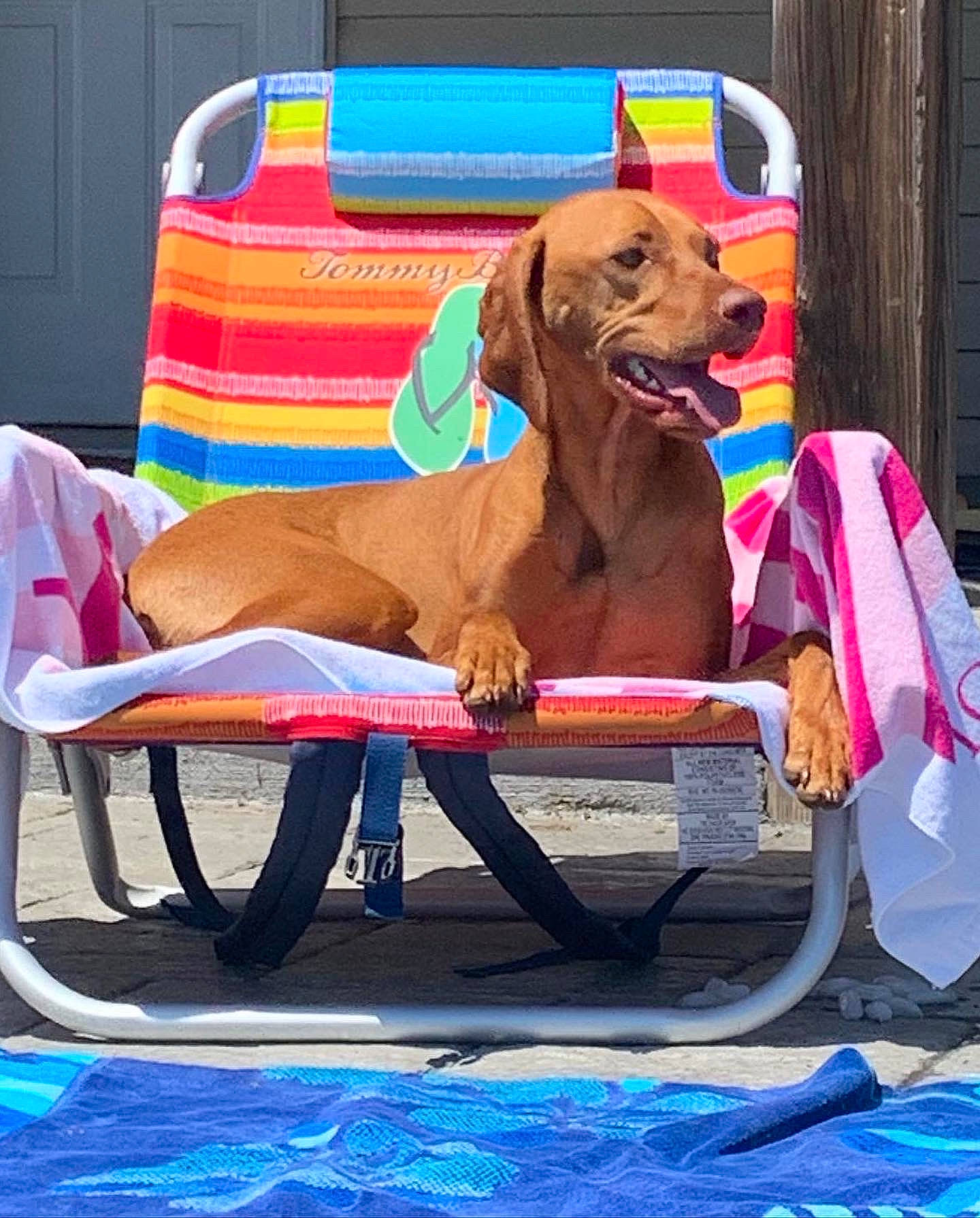 Grace joined the competition — help win amazing prizes! blue, canidae, carnivore, collar, companion_dog, dog, dog_breed, dog_collar, dog_supply, fashion_accessory, fawn, leash, leisure, liver, outdoor_furniture, pet_supply, recreation, snout, sporting_group, working_animal