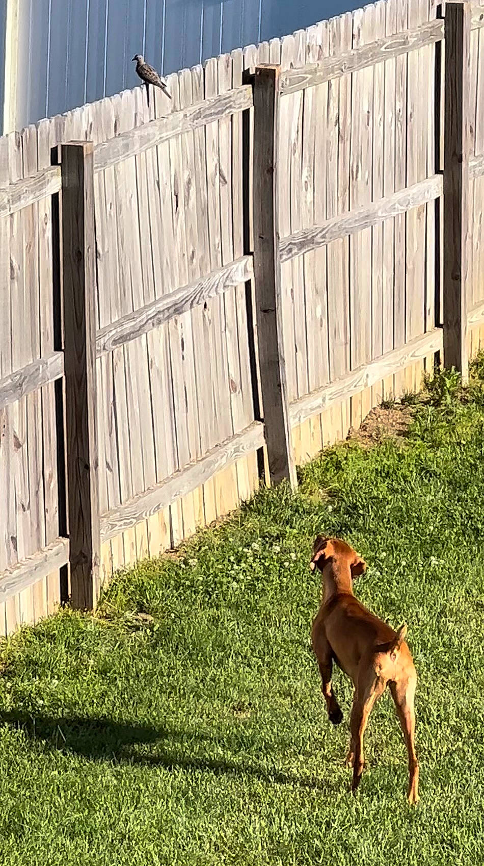 Grace is registered to the contest to win money with this photo: carnivore, companion_dog, dog, dog_breed, fawn, fence, grass, hardwood, home_fencing, landscape, lawn, liver, picket_fence, plant, tail, tints_and_shades, wood, wood_stain, working_animal, yard