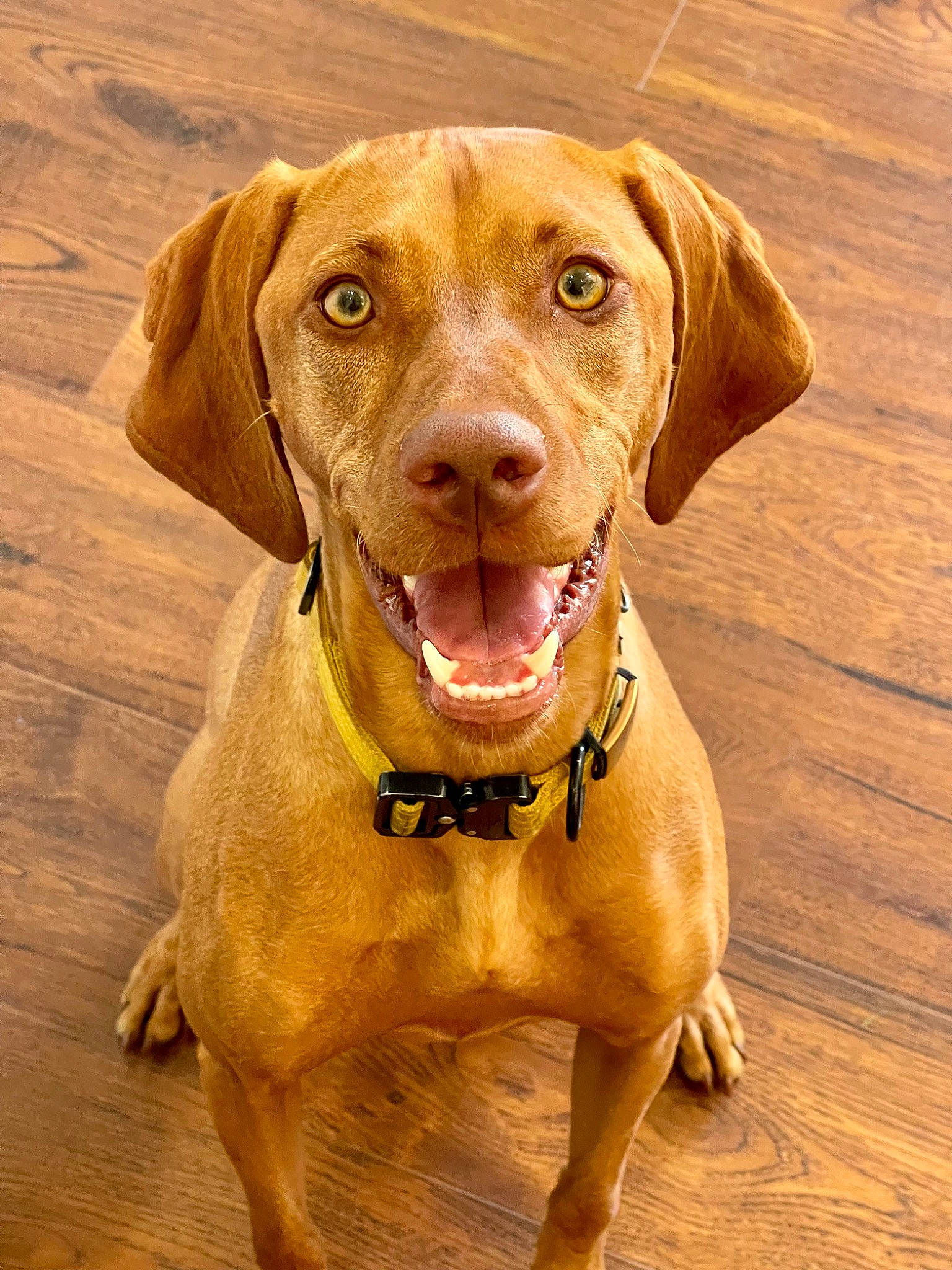 Grace is registered to the contest to win money with this photo: canidae, carnivore, collar, companion_dog, dog, dog_breed, dog_collar, eye, fawn, gun_dog, hardwood, liver, pet_supply, plank, snout, sporting_group, whiskers, wood, wood_stain, working_animal