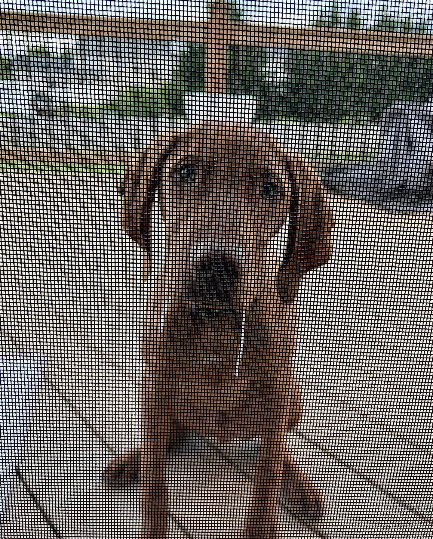 Vinny joined the competition — help win amazing prizes! art, cage, canidae, chain_link_fencing, child, dog_breed, font, fun, mesh, metal, net, pattern, pet_supply, snout, sporting_group, symmetry, tail, terrestrial_animal, visual_arts, wood