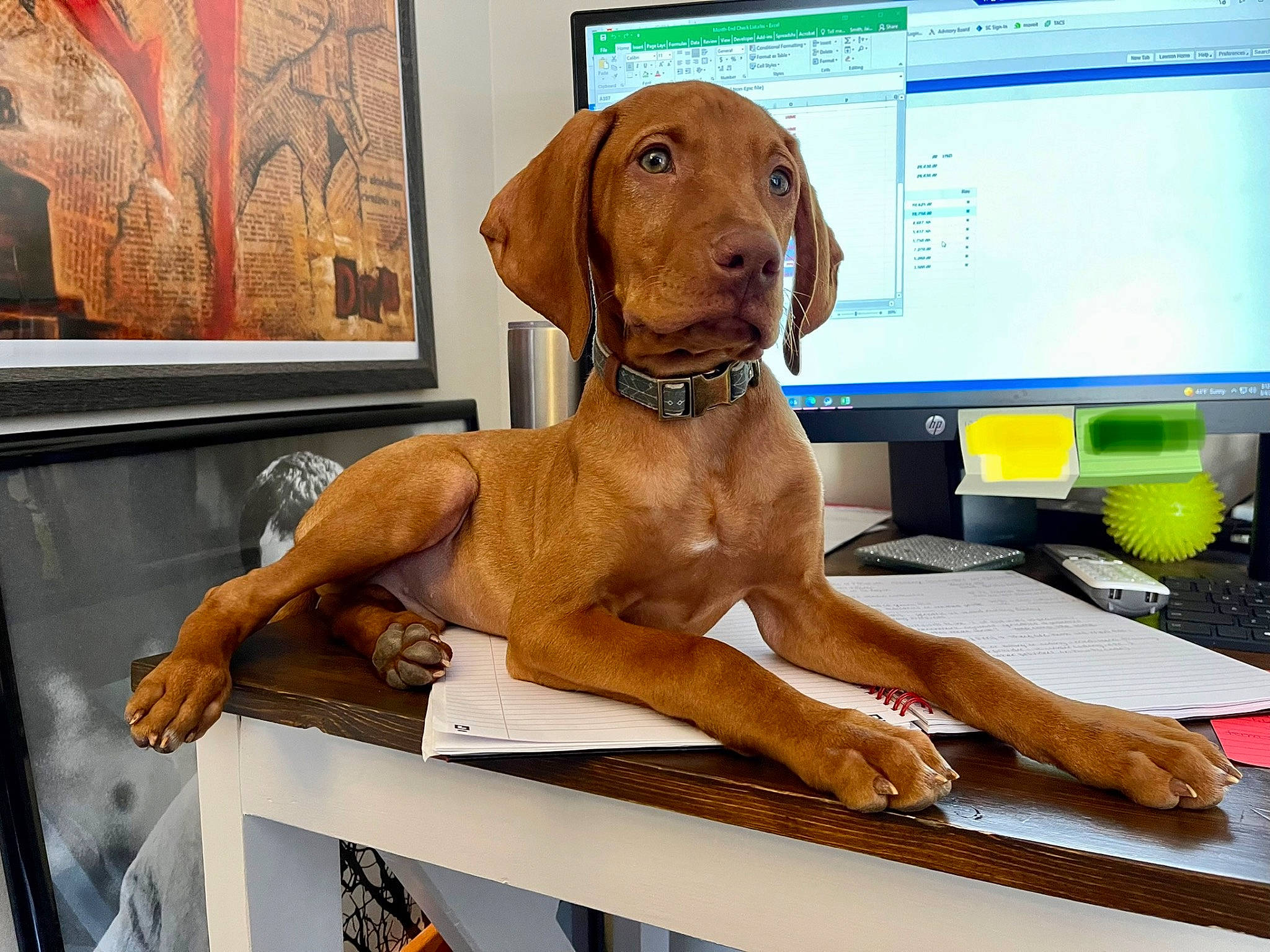 Vinny is registered to the contest to win money with this photo: canidae, carnivore, collar, companion_dog, computer, computer_keyboard, computer_monitor, dog, dog_breed, dog_collar, dog_supply, fawn, gun_dog, hound, hunting_dog, liver, peripheral, snout, sporting_group, working_animal