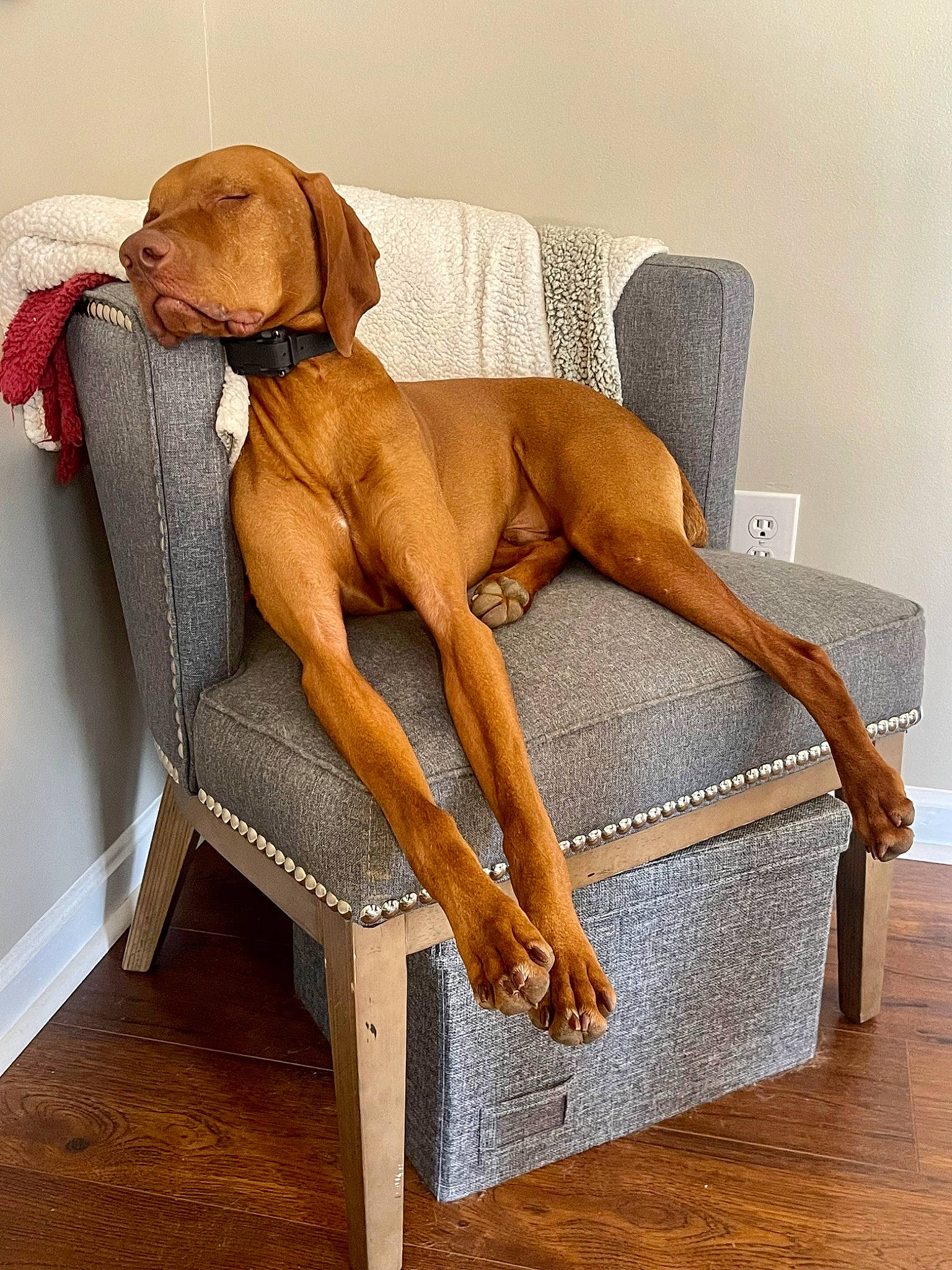 Vinny joined the competition — help win amazing prizes! art, canidae, carnivore, comfort, companion_dog, dog, dog_breed, fawn, hardwood, liver, metal, outdoor_furniture, pet_supply, plank, rectangle, sitting, sporting_group, wood, wood_stain, working_animal