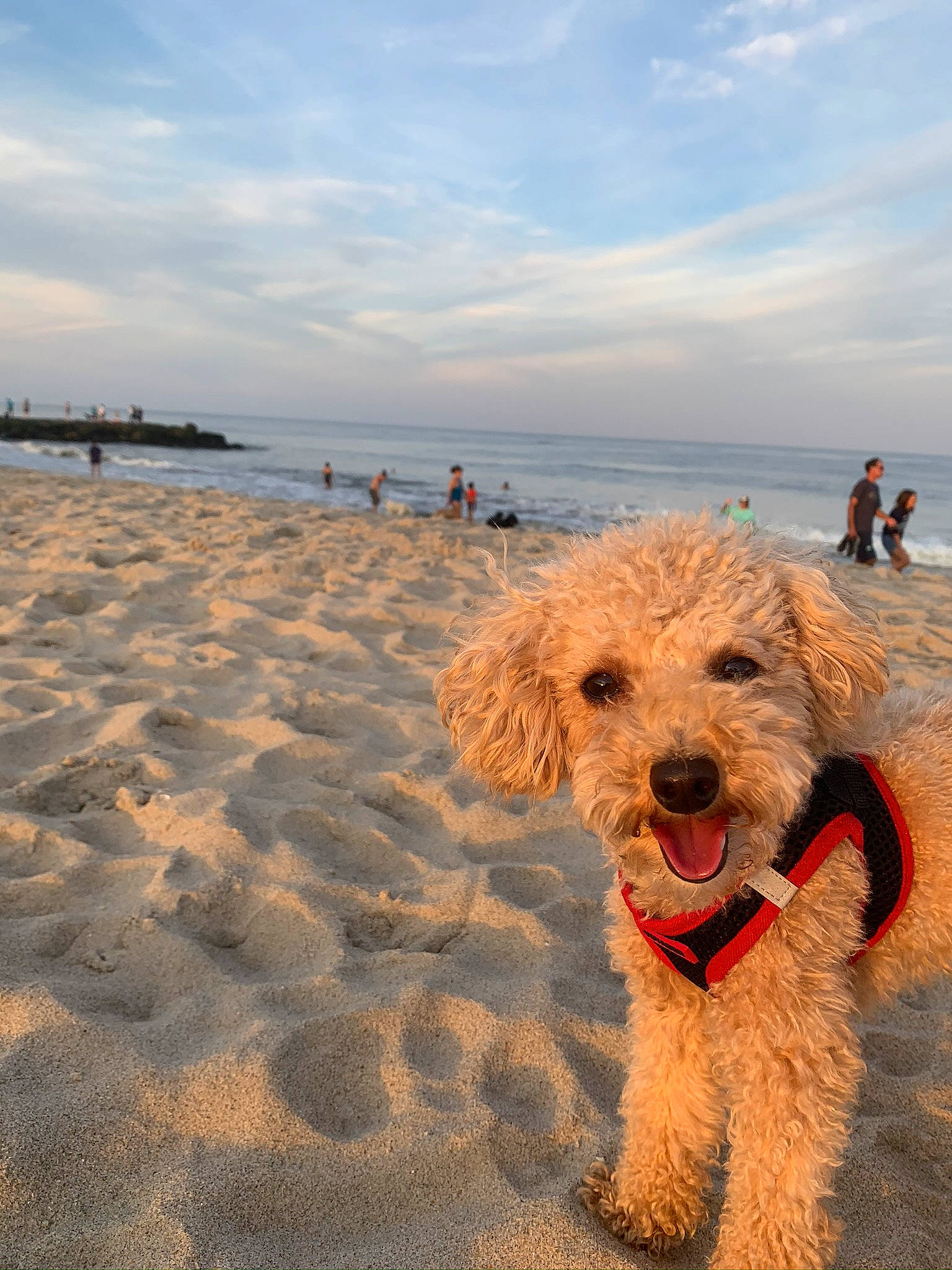 Maru is registered to the contest to win money with this photo: beach, canidae, carnivore, cloud, companion_dog, dog, dog_breed, fun, horizon, labradoodle, landscape, poodle, sky, smile, standard_poodle, terrier, tire, toy, water, water_dog
