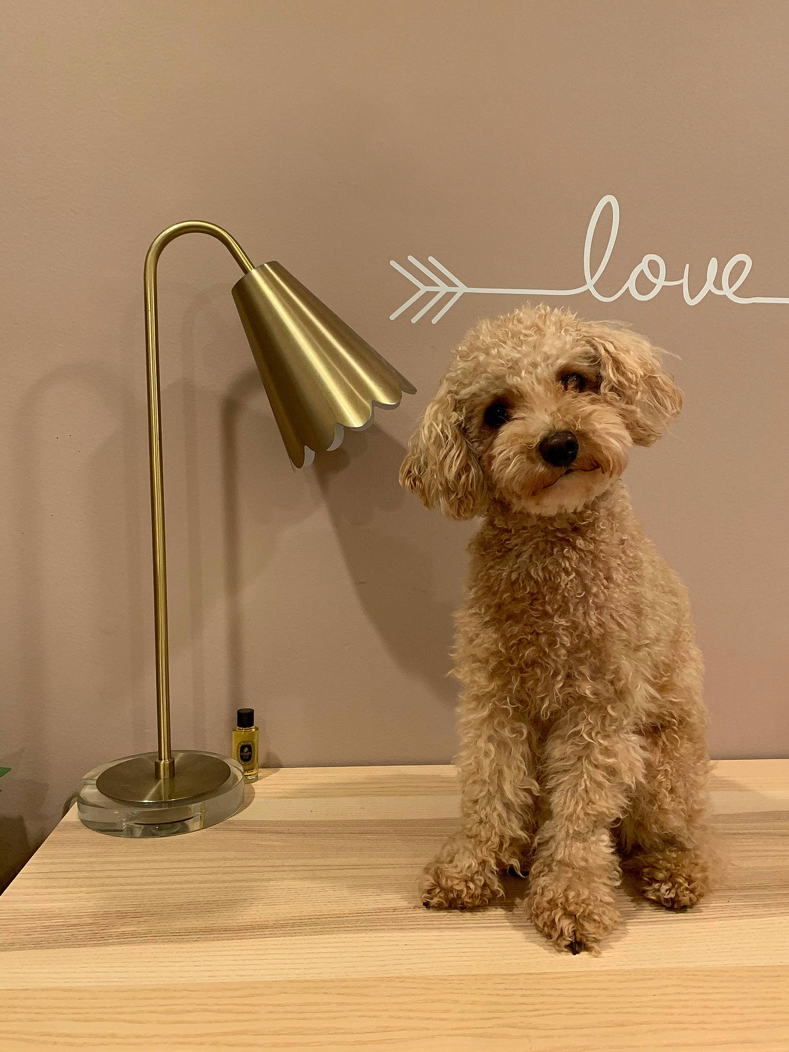 Maru joined the competition — help win amazing prizes! canidae, carnivore, companion_dog, dog, dog_breed, fawn, flooring, glasses, home_accessories, metal, non_sporting_group, pet_supply, poodle, sporting_group, still_life_photography, terrier, toy_dog, water_dog, wood, working_animal