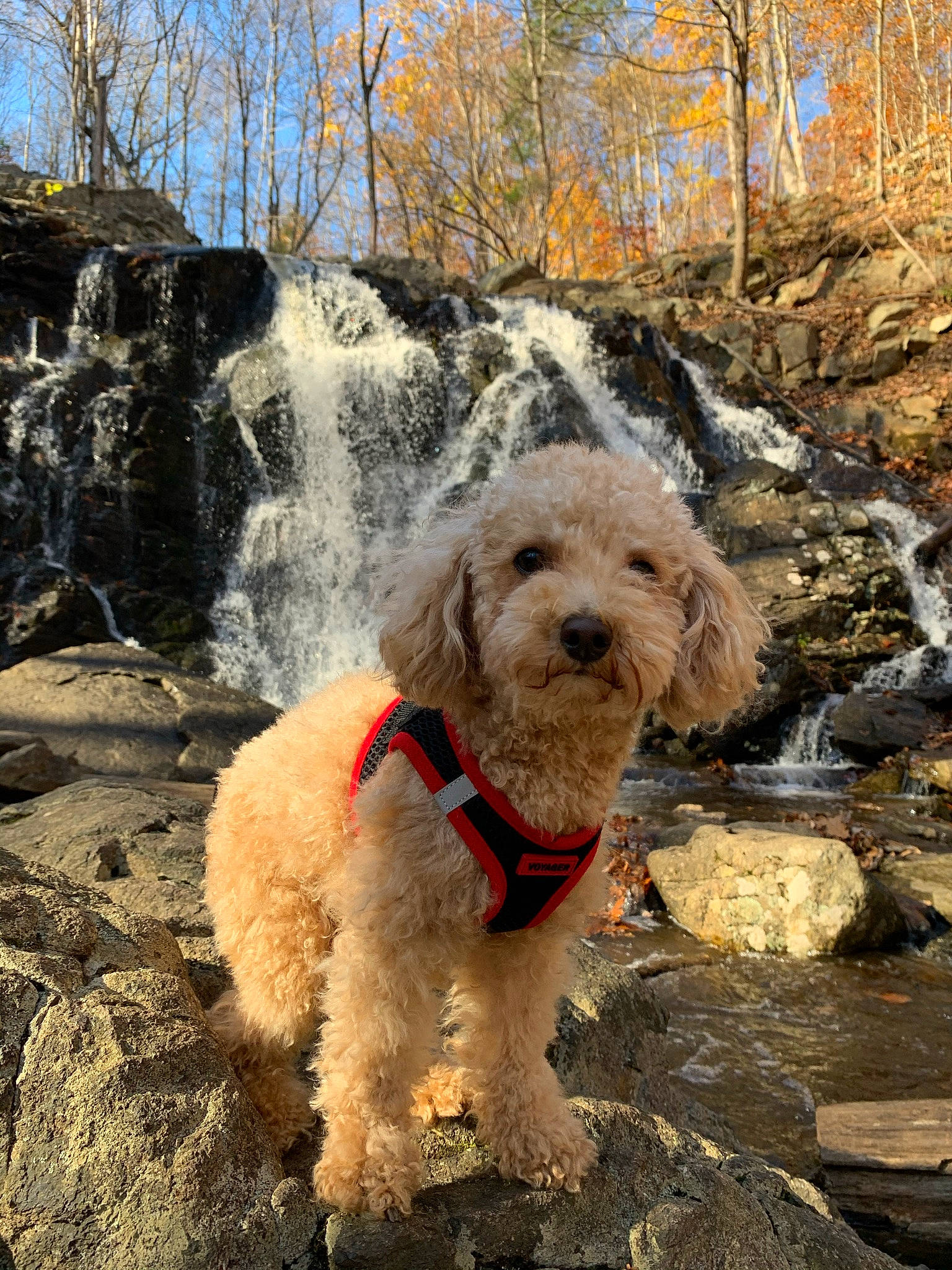 Maru is registered to the contest to win money with this photo: canidae, carnivore, collar, companion_dog, dog, dog_breed, dog_collar, dog_supply, leash, pet_supply, poodle, rock, sky, snout, sporting_group, terrier, tree, water_dog, winter, working_animal