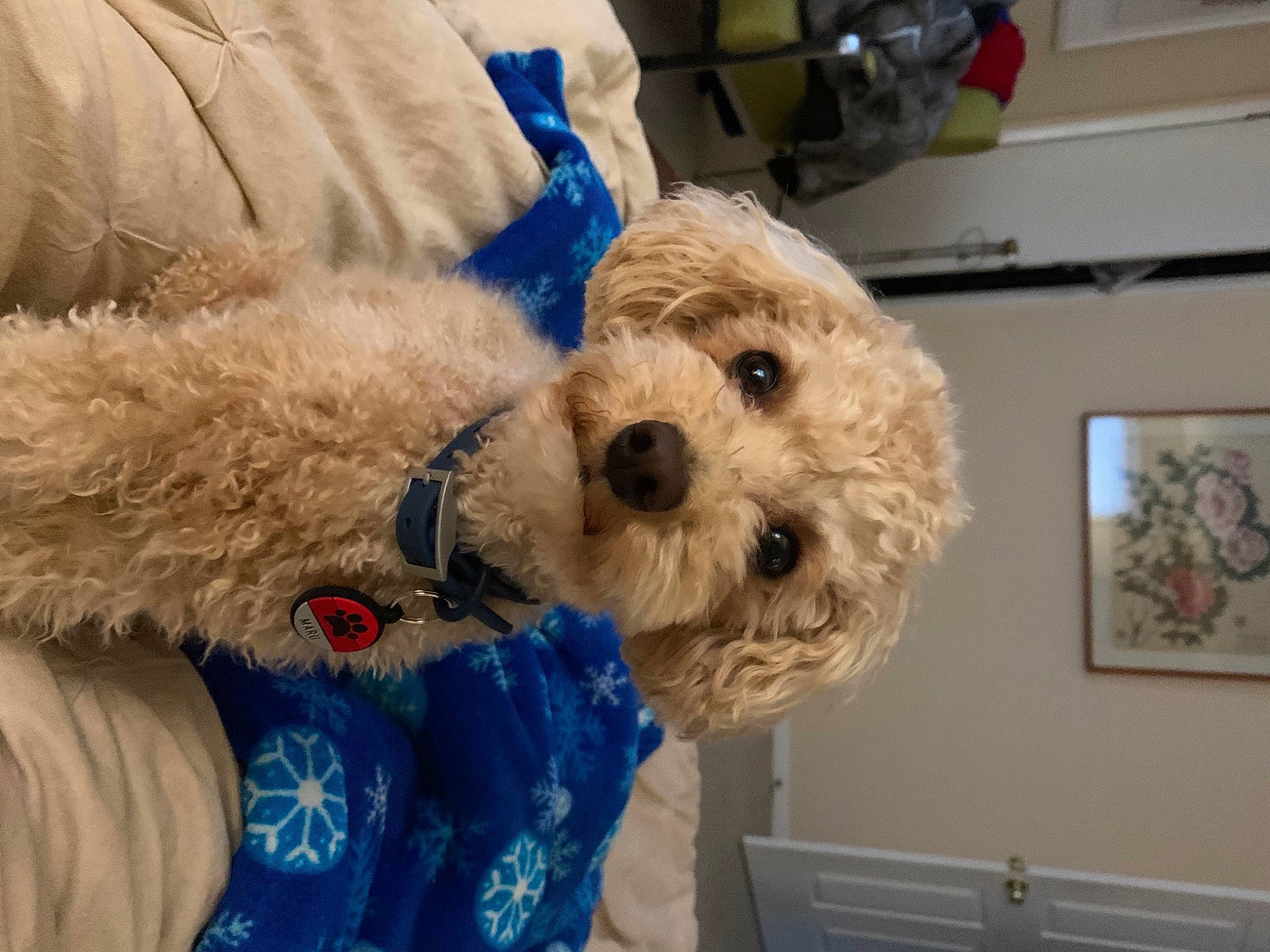 Maru joined the competition — help win amazing prizes! carnivore, collar, companion_dog, dog, dog_breed, dog_clothes, dog_collar, dog_supply, fawn, glasses, labradoodle, picture_frame, poodle, small_terrier, snout, sunglasses, terrier, toy, toy_dog, working_animal