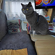 Kaly a rejoint le concours — aidez-le/la à gagner de superbes lots ! cat, gray_cat, pet, animal, sitting, indoors, living_room, table, television, window, curtains, couch, cushion, home_decor, snacks, water_bottle, yellow_eyes, portrait, alert, domestic_animal