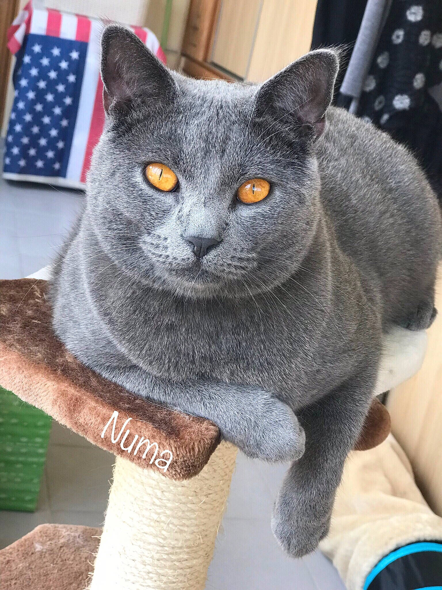 Numa