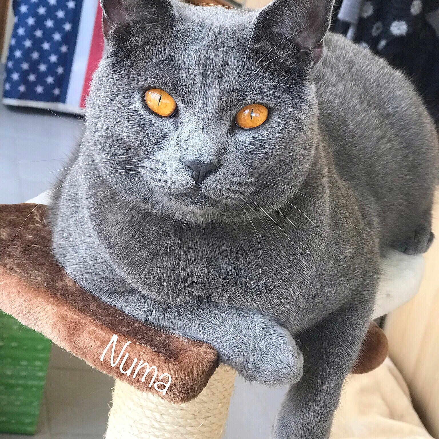 Numa