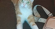 Bobbi Joray joined the competition — help win amazing prizes! cat, kitten, orange_cat, white_fur, green_eyes, animal, pet, feline, sitting, stretching, front_paws, whiskers, couch, blanket, handbag, indoor, living_room, portrait, flash_photography, cute