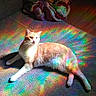 Bobbi Joray joined the competition — help win amazing prizes! cat, orange_cat, white_cat, pet, animal, feline, lying_down, relaxed, sunlight, rainbow, prismatic_light, colorful, carpet, indoor, living_room, floor, couch, blanket, whiskers, portrait