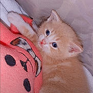 Bobbi Joray is registered to the contest to win money with this photo: kitten, cat, orange_cat, sleeping, cozy, blanket, pink_blanket, bed, indoors, cute, fluffy, pet, animal, portrait, close_up, blue_eyes, playful, text_overlay, spring_2023, snuggling