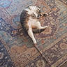 cat, kitten, pet, animal, fur, white_fur, gray_fur, spotted, lying_down, belly_up, paws, tail, sleeping, relaxed, indoor, rug, carpet, home, floor, portrait