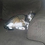 Stink is registered to the contest to win money with this photo: cat, tabby_cat, sleeping, resting, curled_up, white_paws, animal, pet, couch, sofa, cushion, indoors, home, cozy, relaxed, furry, whiskers, closed_eyes, portrait, low_light