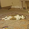 cat, feline, sleeping, lying_down, fluffy, fur, white_fur, brown_fur, pet, animal, rug, carpet, indoors, home, scratching_post, cat_toy, toy, relaxed, nap, cozy