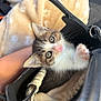 kitten, cat, pet, animal, cute, feline, bag, black_bag, soft_fabric, beige_blanket, pink_nose, whiskers, paws, curious, small, fur, indoors, closeup, young, cozy