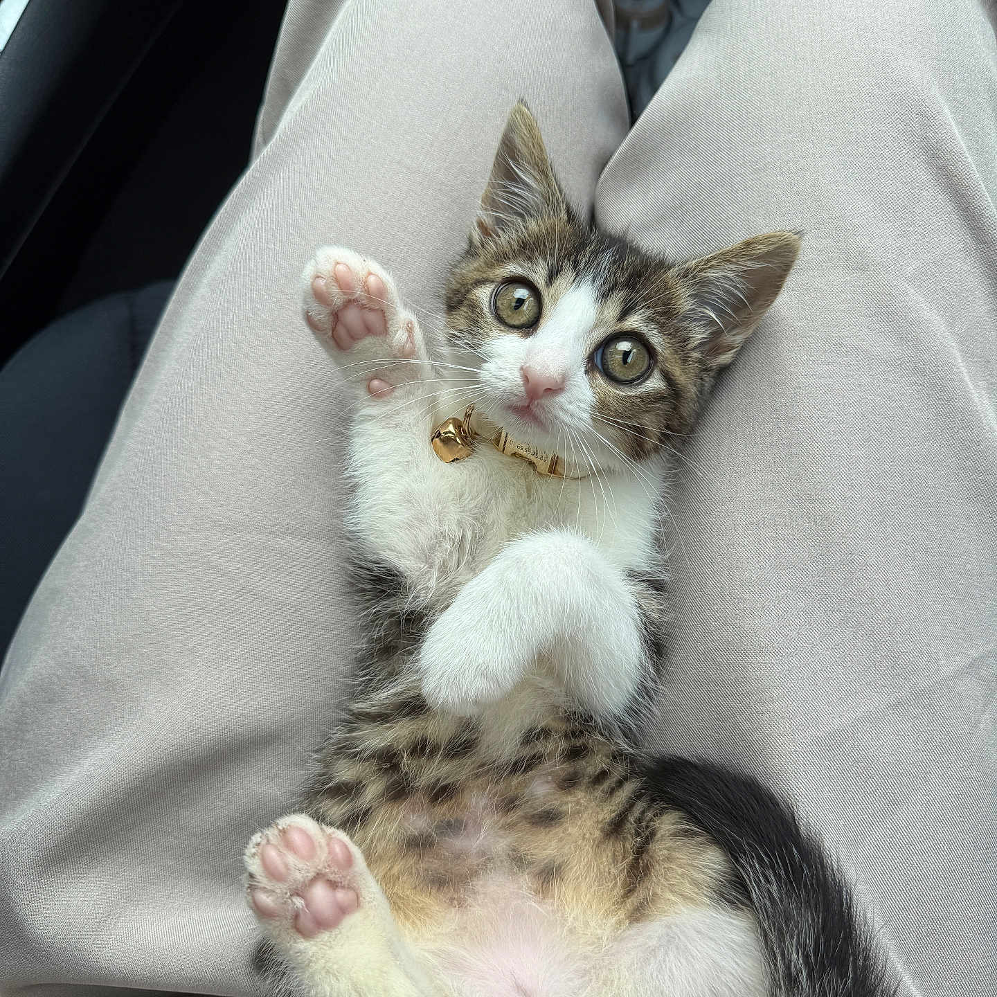 Minnosh a rejoint le concours — aidez-le/la à gagner de superbes lots ! animal, bell, cat, collar, cute, domestic, fur, indoors, kitten, lap, looking, paw, pet, playful, relaxed, small, soft, tabby, white, young